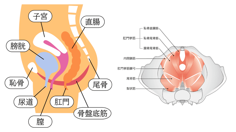 宇都宮　アクア整骨院　フェムテック　骨盤底筋　尿漏れ　膣トレ